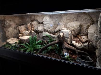 NOTABGABE 2 Boa constrictor imperator