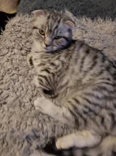 Bkh Kater silver black tabby whiskas
