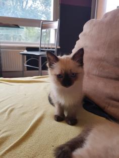 Reinrassige Balinesische Siam Kitten Langhaar, Selten