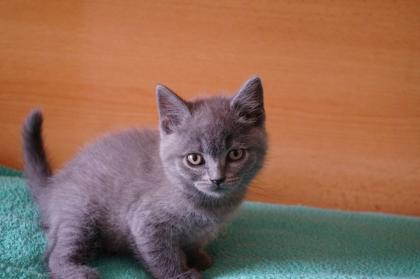 Britisch Kurzhaar Kitten