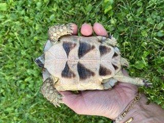 Schildkröten 2 Breitbandschildis abzugeben