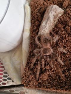 Vogelspinne mit terrarium abzugeben