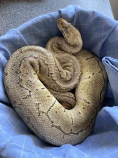 2 Königspythons inkl. Terrarien u. Zubehör abzugeben