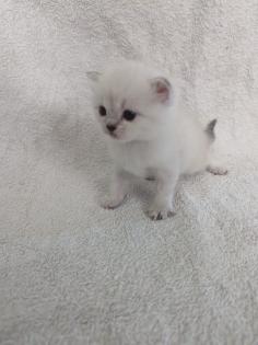 Sechs süße BKH Kitten geb. 06. 05. 23 suchen ab Ende Juli ein neues Zuhause