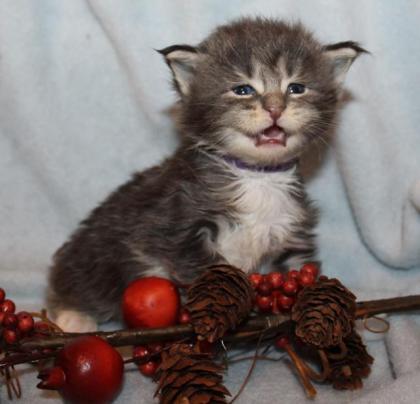 Maine Coon mit Stammbaum