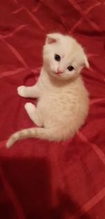 Scottish Fold Mix Babys