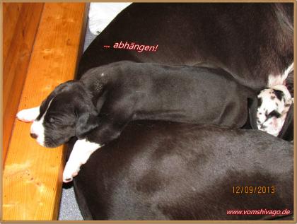 Deutsche Doggen Welpen G-Star sucht noch einen Partner für s Leben