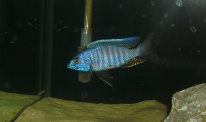 Malawi barsche