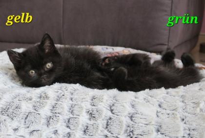 Reinrassige Britisch Kurzhaar BKH Kitten, Vater mit Stammbaum