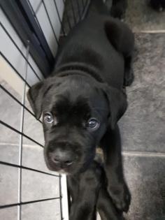 Zürich Süsse, reinrassige Cane Corso Welpen jetzt abzugeben