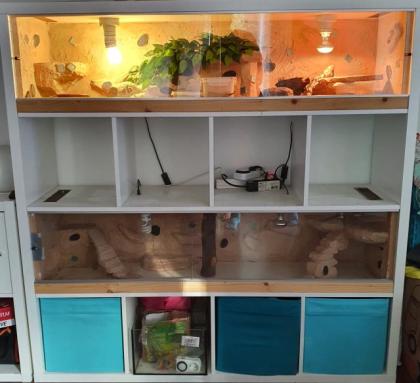 Leopardgeckos und Terrarium