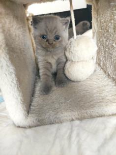 Britisch Kurzhaar Kitten BKH Kitten