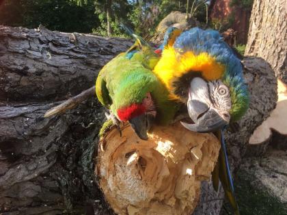Ara Soldatenara Ara militaris militaris