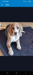 Wurfankündigung Beagle Welpen mitte Juni