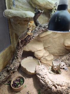 Bartagame m mit großem Terrarium, Quarantäneterrarium inkl. Beleuchtung und viel Zubehör