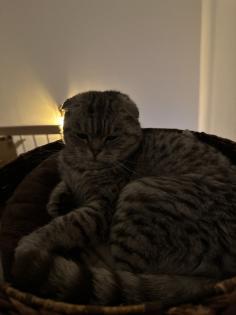 5 Jähriger kastriert Kater Nino Scottish Fold