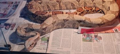 Boas schlangen
