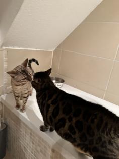 Bengal Katzen, weiblich, in liebevolle Hände abzugeben