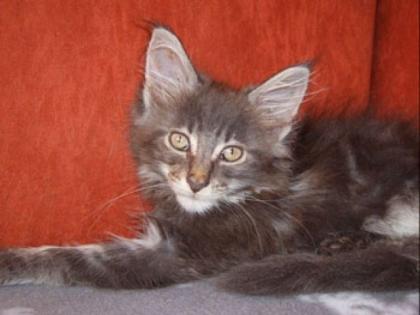 Maine Coon Kitten abzugeben