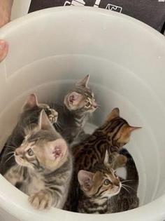 Wunderschöne Bengalkitten