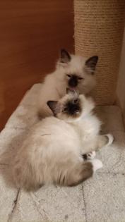 Heilige Birma Kitten Kater Katze