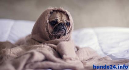 Hundekrankenversicherung Für deinen treuen Begleiter