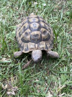 Griechische Landschildkröte