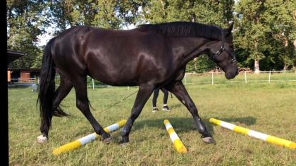 Reitbeteiligung Pferd sucht Reiter in