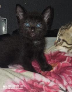 4 baby Kater suchen noch