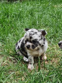 Deckrüde Chihuahua Silber Merle