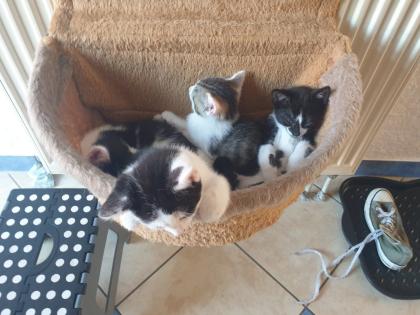 Katzen Kinder Kitten