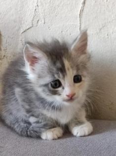 Maine Coon Kitten mit Stammbaum suchen einen neuen Kuschelplatz