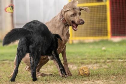 Zeus. aktiver, verträglicher Hundemann