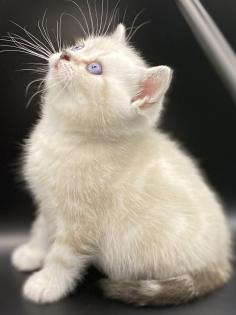 BKH-Kitten- Weibchen-Stammbaum
