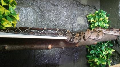 Boa zu verkaufen/ggf mit Terrarium