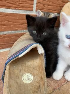 Kätzchen Kitten zu verkaufen