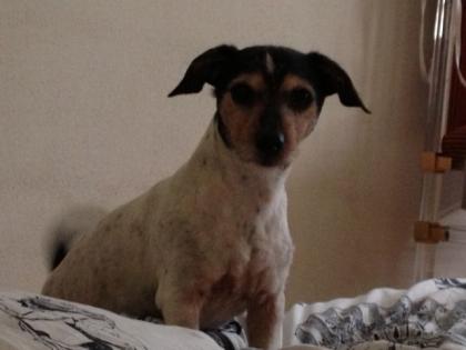2 Jack Russell Terrier, Mama Sohn, abzugeben