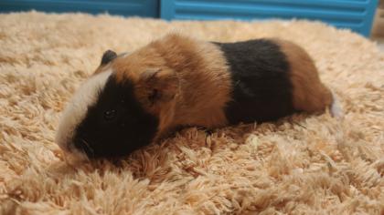 Meerschweinchen Mädchen und Kastrate