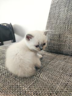 Britisch Kurzhaar Kitten BKH Kitten