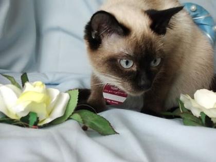 Unsere Kitten haben das licht der welt erblickt am 04. 05. 2021