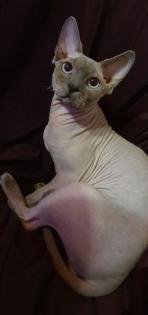 Deckkater