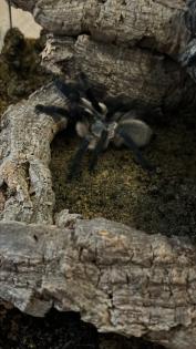Blaue Jemen-Vogelspinne Monocentropus balfouri