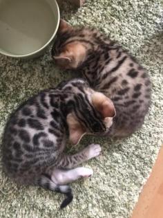 Bengal mix suchen Dosenöffner