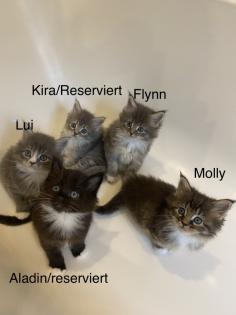 Bezaubernde Maine Coon Kitten