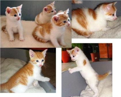 Zuckersüße rot-weiße Katzenbabys abzugeben
