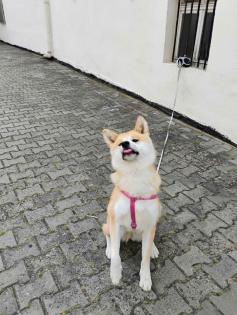Akita-Hund zu verkaufen