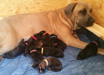 Wunderschöne Cane Corso Welpen