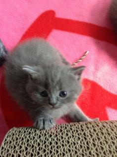 Britisch Kurzhaar Kitten