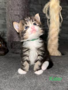 4 Maine Coon Kitten Kater