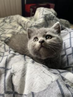 Britisch kurzhaar kitten Katze